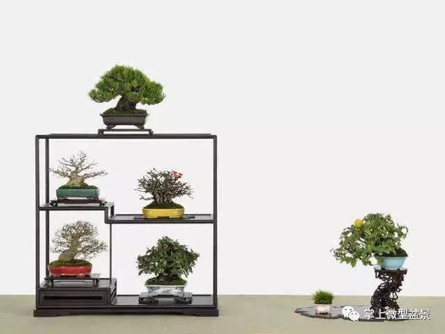 老树:掌上微型盆景,如何浇水?【图】