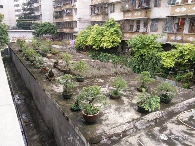 庞月全盆景就像我的孩子一样多图