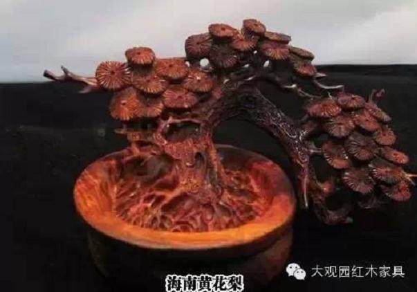换个口味，带你看看红木养成盆景有多美【图】