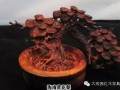 换个口味 带你看看红木养成盆景有多美 图片