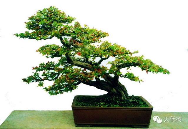 《我也来谈谈日本盆景》一文之弊 ——和王永康先生商榷【图】