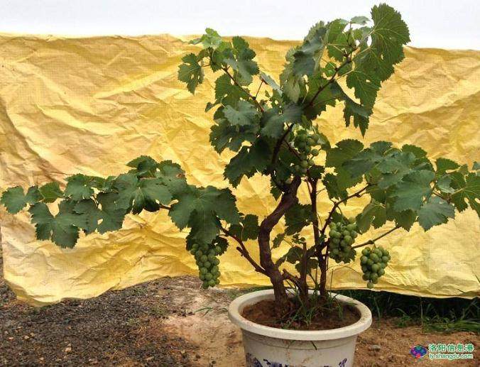 洛阳把葡萄当成盆景种 节肥节水省人力 图片