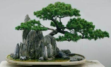 湖藏春韵景由心生匠心大湖 经典盆景悦赏沙龙