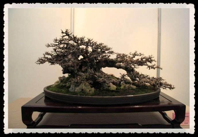 2017上海花展期间奉献一场别开生面的盆景专题展览【图】