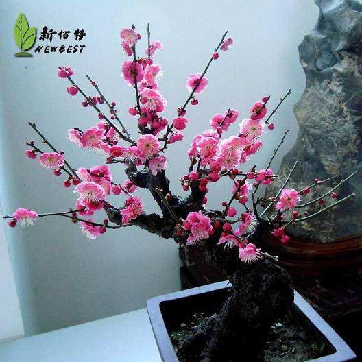 红梅老桩盆景，平时需要松土吗？【图解】