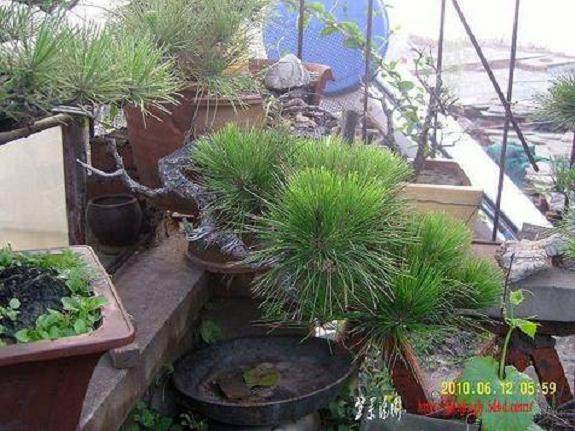 黄山松盆景现在能否实施短叶？【图】