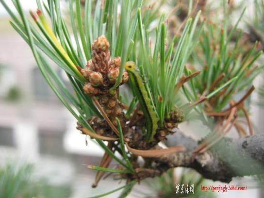 我的大阪松盆景得什么病了？用什么药防治？