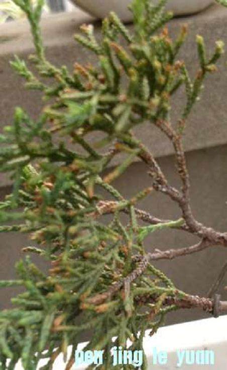 真柏叶子发黄 看看有什么要注意的?【图】