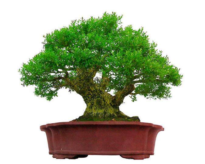 求----盆景的未来【图】