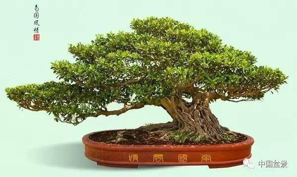 盆景移栽后何时开始可以打药？