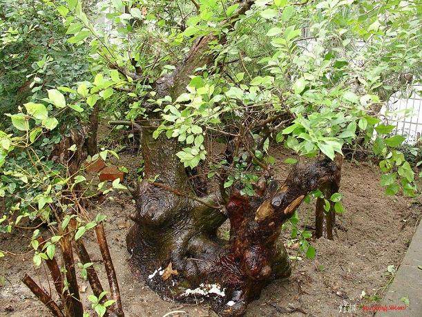 原本健壮的榆树盆景，这是为什么？谁能告诉我？【图】