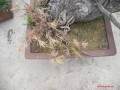 松树盆景一直死枝 都死了很多 是浇水问题吗