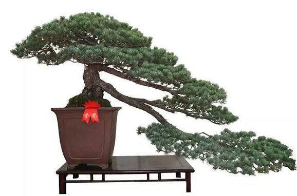 盆景无论是出展还是卖钱。都比小型的划算些?【图】