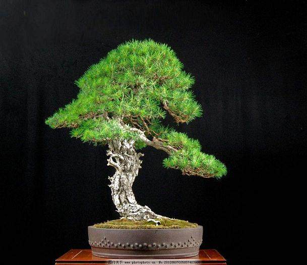 黑松盆景制作时是拔毛好还是剪毛好？【图】