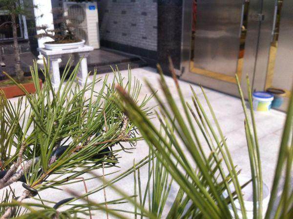 黑松盆景的叶子有黄黑色的斑点,是不是生病了【图】