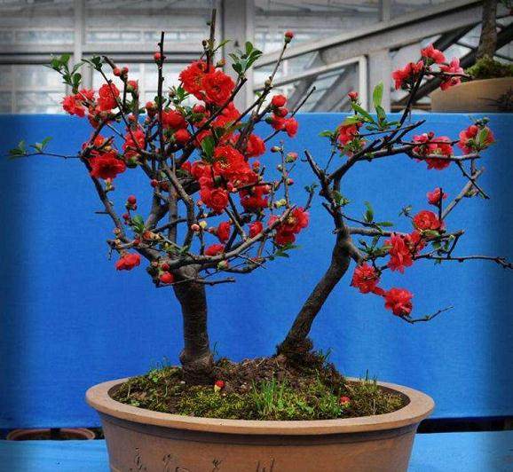 请教海棠盆景的高压扦插技术【图】