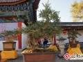 第三届丽江市滇西北盆景艺术展多图
