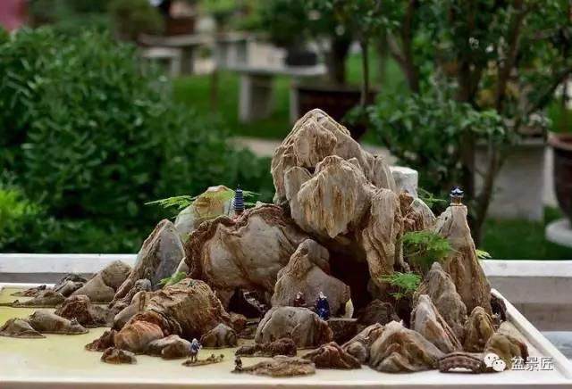 山石盆景虽美，但也要养护好，不然几万元就白扔了【图】