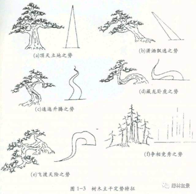 树木盆景造型三大原则【 图解】
