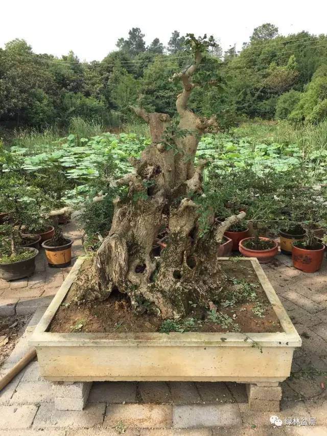 不学这几招,你盆景成型就要推迟好几年时间【图】