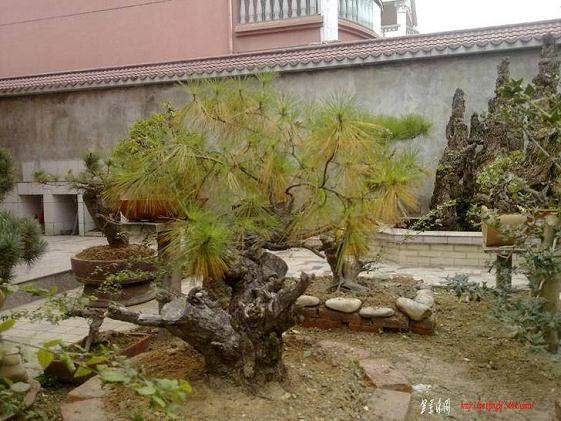 养了4年的大黑松盆景出现问题了,帮我看卡【图】