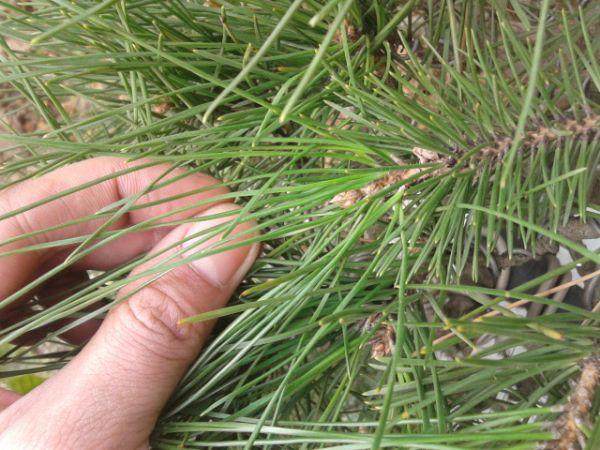 请教黑松盆景的修剪方法【图】