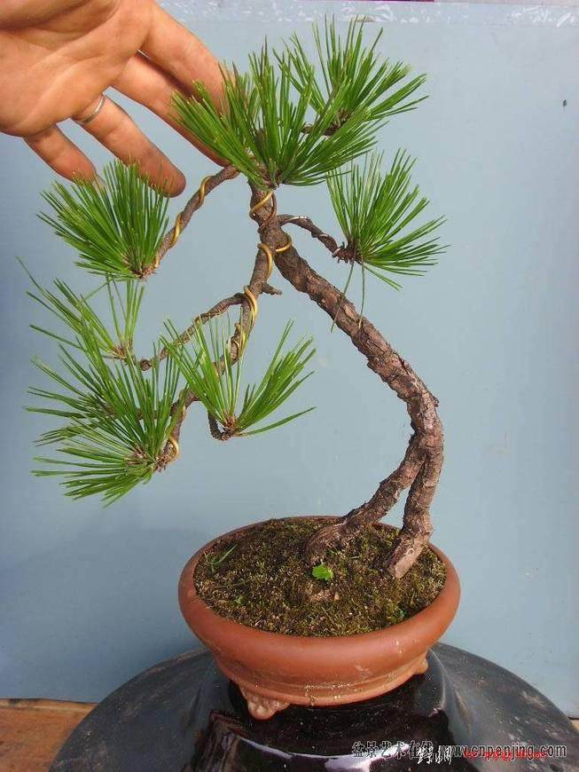 请问郑志林老师这棵是黄山松，还是黑松盆景？【图】