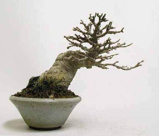 借乐园宝地，问下盆景新天地怎么登陆不了？