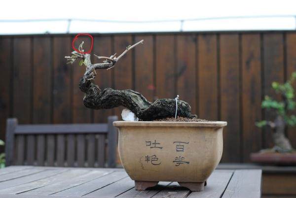 我的老鸦盆景得了啥子病？小叶芽没了【图】