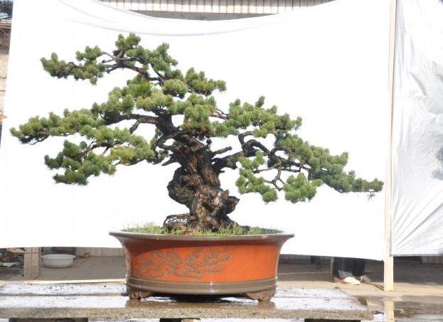 大板松盆景、根盘过大，什么季节修剪比较好？【图】