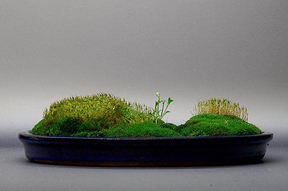 盆景表面用哪种草进行装饰比较好？【图】