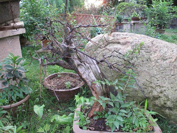 养5年的梅花盆景 今年开完花翻盆换土,怎么就死了?【图】