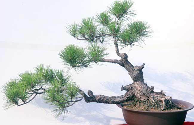 云南松树制作盆景可以码?【图】