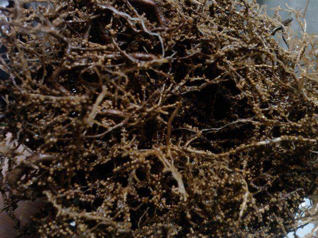 各位老师看看我的罗汉松的根怎么了?【图】