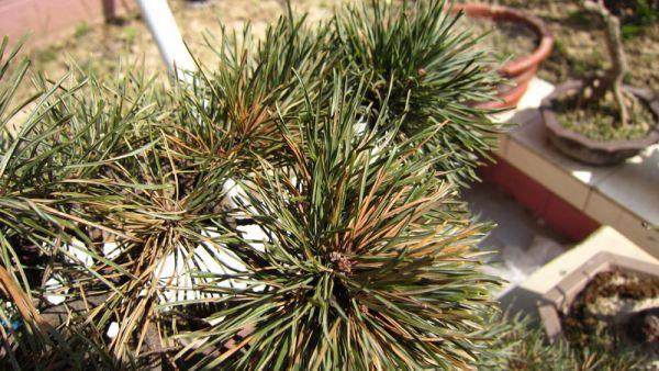 看下我的五针松盆景得了什么病?会不会是死了?【图】