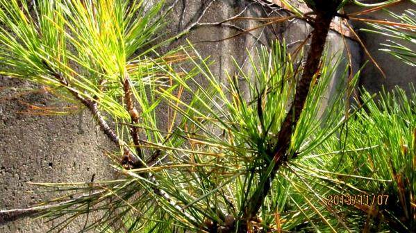 我的山松盆景得了什么病?叶子都发黄了【图】