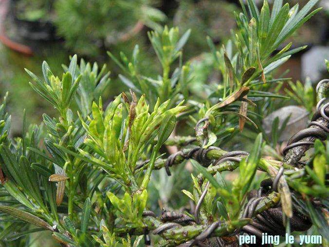 请帮看一下这棵罗汉松盆景是什么病?【图】