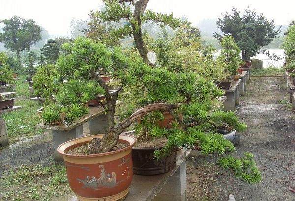 罗汉松盆景整株发黄，然后叶尖慢慢干枯？【图】