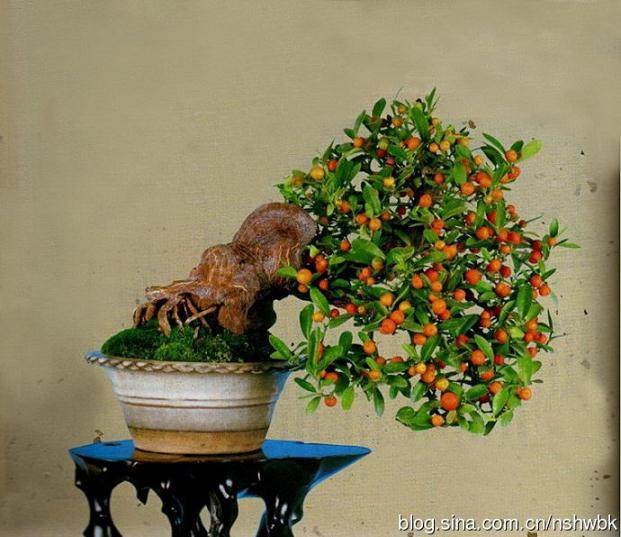 金豆盆景是不是都要长刺的,此外刺有什么生理作用?