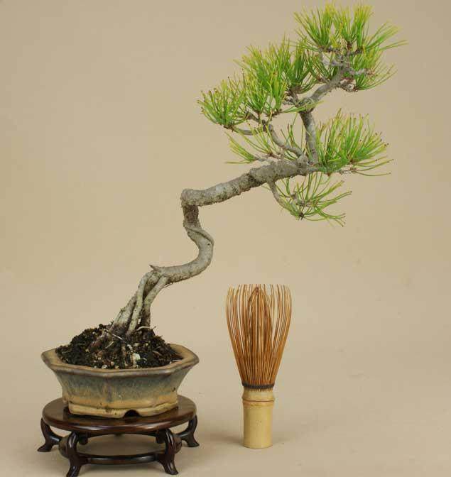 请教老师:赤松盆景日常养护管理修剪的方法【图】