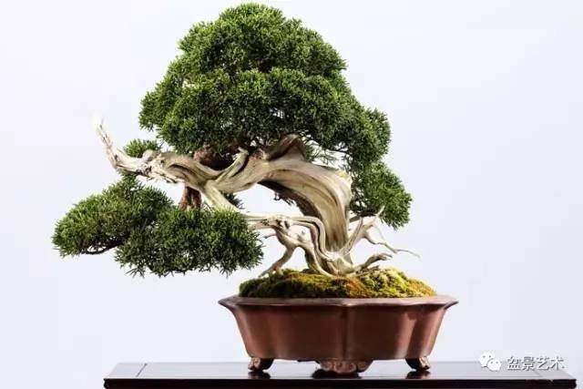 盆土消毒有技巧【图】