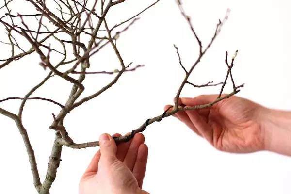 盆景怎么盘扎的教学方法