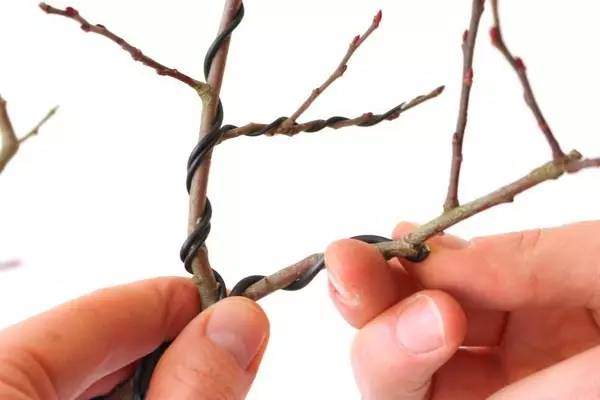 图解 盆景怎么盘扎的教学方法