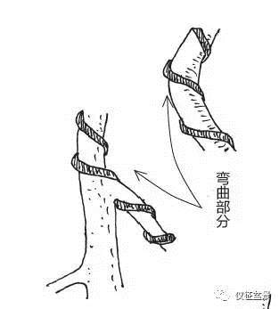 图解 盆景金属丝怎么绑扎整形的方法