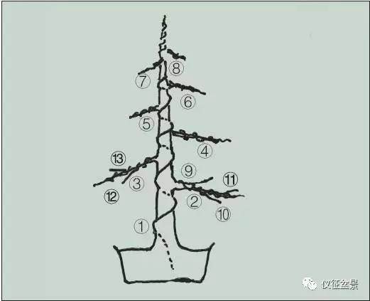 盆景金属丝绑扎整形法【图】