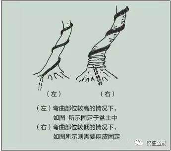 图解 盆景金属丝怎么绑扎整形的方法