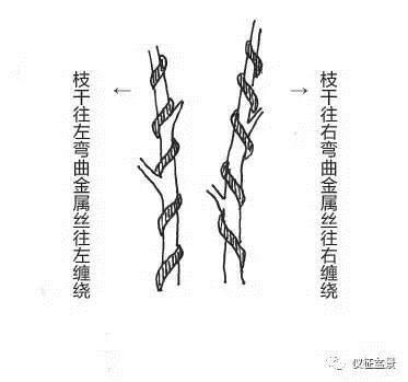 图解 盆景金属丝怎么绑扎整形的方法