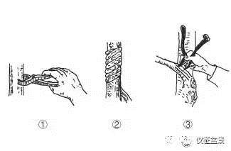 图解 盆景金属丝怎么绑扎整形的方法