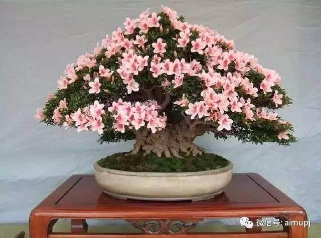 把握好这5点,杜鹃盆景必定养得好【图】