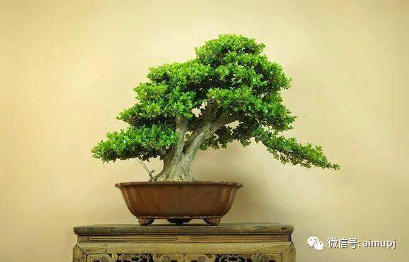 很实用的黄杨盆景栽培管理方法【图】